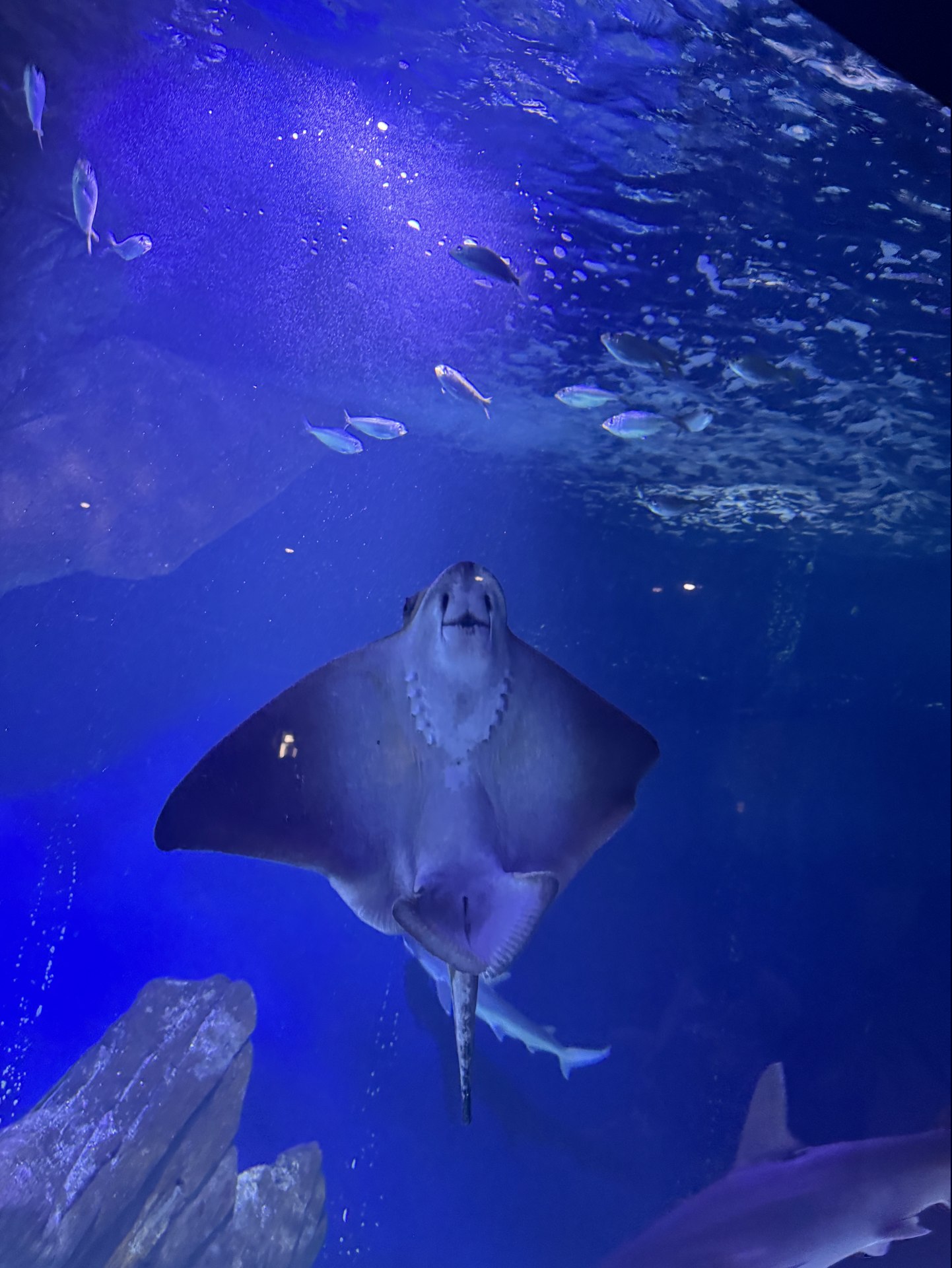 Aquarium de La Rochelle 1