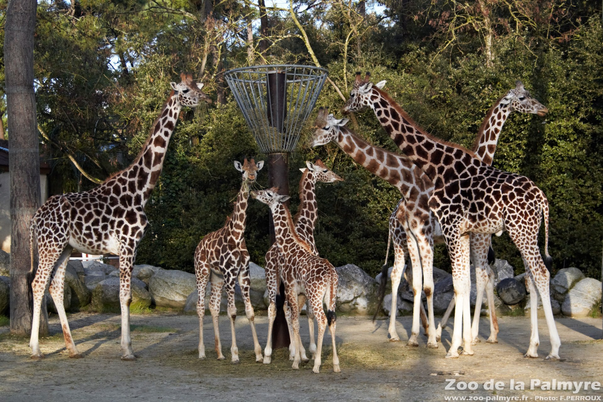 Zoo de la Palmyre 2