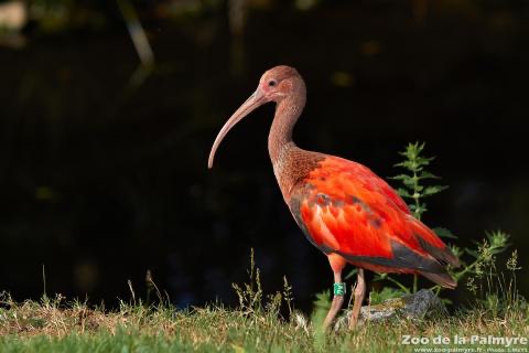 Zoo de la Palmyre 3