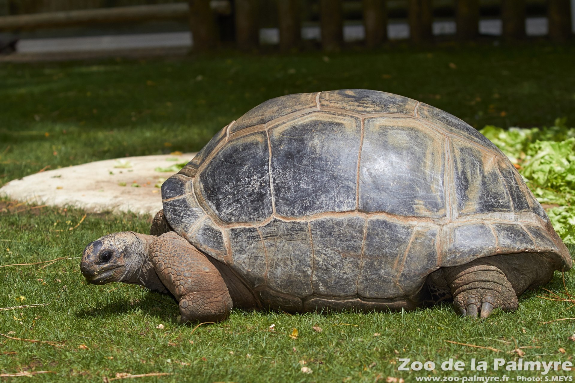 Zoo de la Palmyre 4